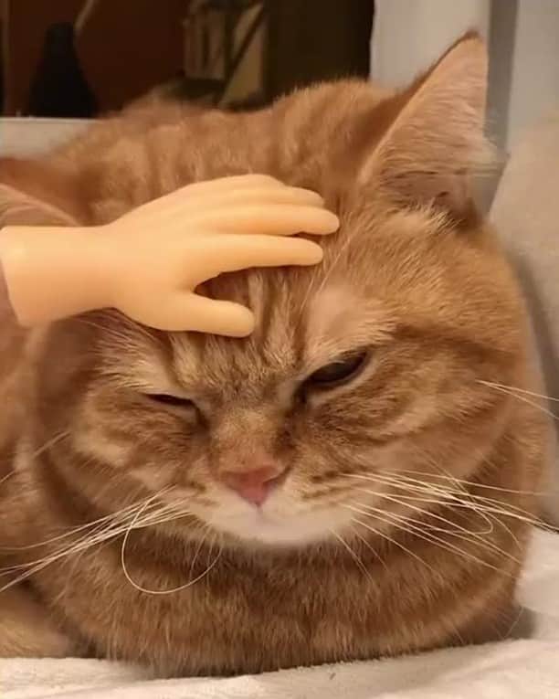 Aww Clubのインスタグラム