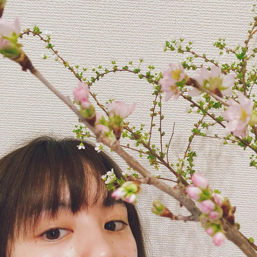 筧美和子さんのインスタグラム写真 - (筧美和子Instagram)「もうそんな季節ですか〜🌸  とある作品のクランクアップでいただいたので、お家に飾って接近してみました。  暖かくなってきたね。共に鼻がムズムズしてきたような最近です。 みんなお元気？」2月17日 19時22分 - miwakokakei