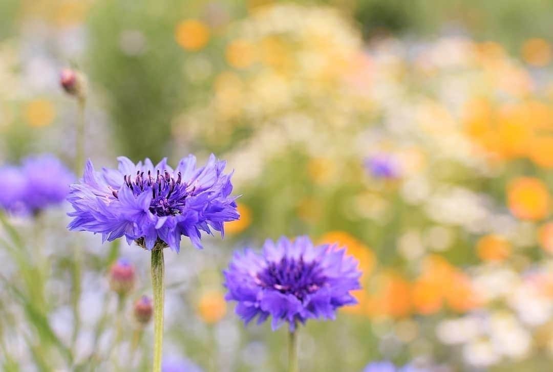 花の写真館のインスタグラム：「Photo by @jun_walker1123.⠀ https://instagram.com/jun_walker1123/⠀ .⠀ Original Post[投稿いただいたURL]⠀ https://www.instagram.com/p/CA7nsCiJJlu/⠀ .⠀ 本アカウントは、 #私の花の写真 をつけてInstagramに投稿された皆さまの花の写真や、「花の写真館」Facebookページで投稿された花の写真を紹介します。⠀ 「花の写真館」Facebookページは、「 @floral.photograph 」のプロフィールにあるURLからご覧ください。⠀ .⠀ ※各自、政府、自治体など公的機関の指示に従った行動をお願いします。⠀⠀ 東京カメラ部および分室では、写真を「見る楽しみ」を提供することを通して、微力ながら皆様にわずかな時間でも癒しをお届けしたいと思っております。⠀ ※本アカウントは東京カメラ部がFacebook、Instagramのサービスを利用して運営しているもので、Facebook社・Instagramとは一切関係ありません。⠀ .⠀ #花の写真館 #floralphotograph #floralphoto #flower #flowers⠀ Follow: @floral.photograph」
