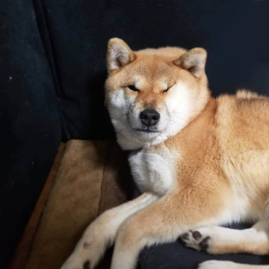 柴犬たま Shibainu Tamaさんのインスタグラム写真 - (柴犬たま Shibainu TamaInstagram)「顔潰れてますよ(笑) ﻿﻿﻿﻿﻿﻿ Caption trans🇬🇧﻿﻿﻿﻿﻿﻿ Your face is crushed(lol) ﻿﻿﻿﻿﻿﻿ #柴犬たま #たママ #たまーば #ブサ顔 #寝顔 #糸目 #柴犬 #shiba #shibainu #shibastagram #犬 #dog」2月17日 19時32分 - tama7653