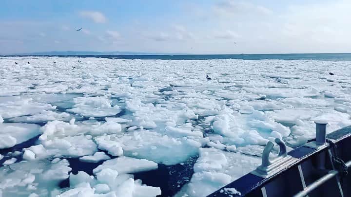 HIPPYのインスタグラム：「今年の成人式で歌わせていただいた 北海道羅臼町から送られてきた流氷の動画  本当に同じ日本なのかって圧倒的な景色広がる北海道羅臼 南の方ではもう暖かくアスリート皆さんはキャンプにて奮闘中  日本は広い！そう感じます だからこそ本日配信する  山猿［旅立ちfeat.HIPPY］  日本全国に届けと願っています！  そんな羅臼町の浜の母さま達が、コロナ収束後を見据え 世界の人達がこの町に戻ってきた時に華やかに温かくお迎えしたいと 知床羅臼ガーデンプロジェクトという ふるさと納税を活用したクラファンに挑戦してます！  羅臼は厳しい自然環境で３害（風害・塩害・食害）があり植物が育ちづらい中 ふるさとを前向きに見つめ誇りを持ち続ける、羅臼の母さん達のチャレンジです！  ふるさと納税で応援できるプロジェクト！ さすが羅臼！お礼の品々が突き抜けてます 画像だけも大自然が育んだ 羅臼産のウニや昆布、鰤、いくら、ボタン海老など 超絶素材たちのオンパレード  ぜひご参加ください  ［知床羅臼GARDEN PROJECT］ https://www.furusato-tax.jp/gcf/1140  #知床  #羅臼 #クラファン #ふるさと納税  #HIPPY #旅立ち #本日先行配信」