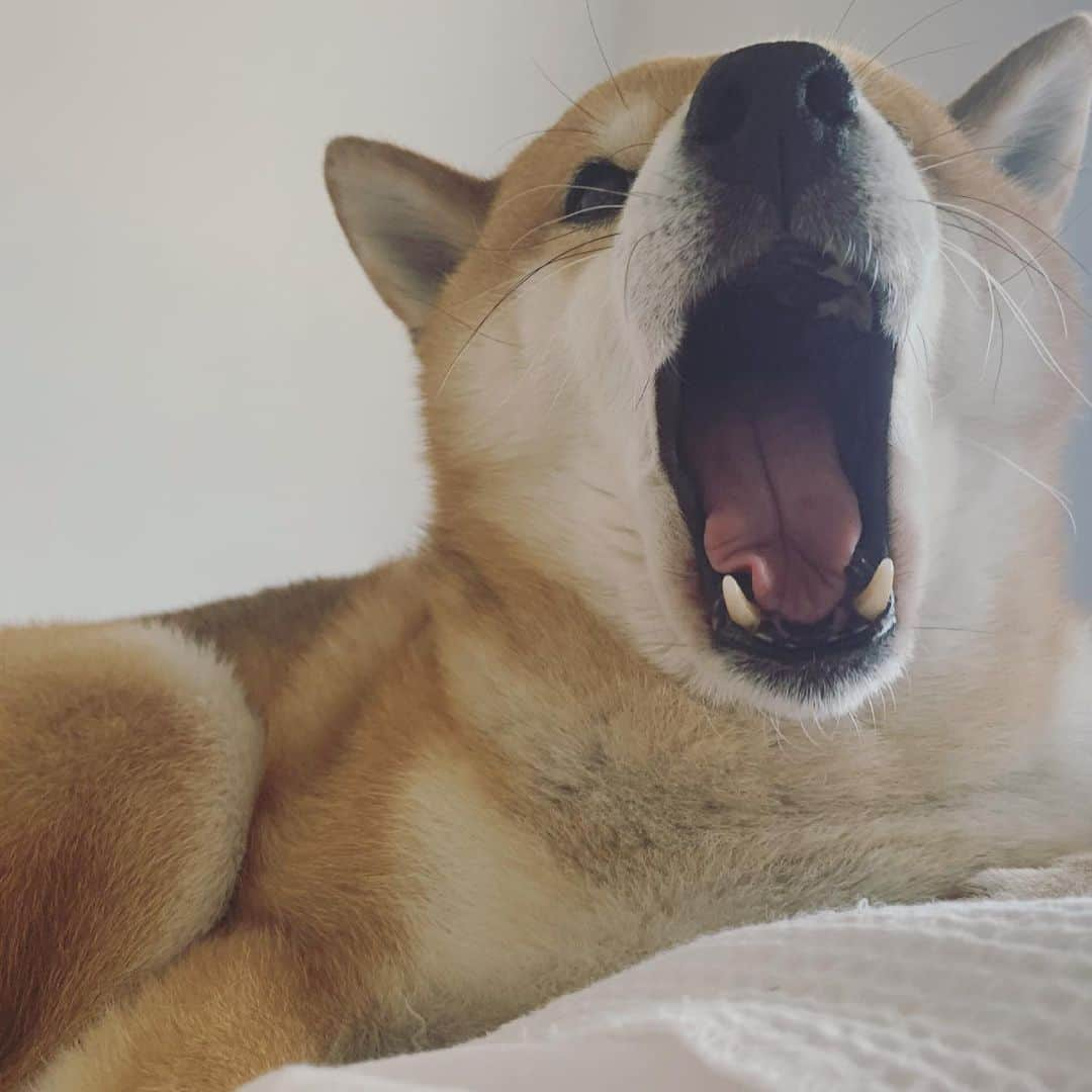 Shibainu Pontaさんのインスタグラム写真 - (Shibainu PontaInstagram)「😴🥱😴🥱  #melbourne #shibainu #shiba #メルボルン」2月17日 10時55分 - pontasyk