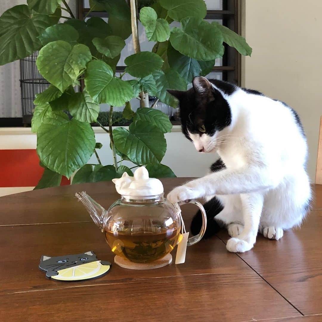 Cat's NapTimeのインスタグラム：「・ 【Cat's NapTime第6弾「FRUITS TEA PARTY」アイテム】 Afternoon Teaスタッフが、愛猫と一緒にアイテムを撮影したスナップをご紹介。 #cats_naptime6  ＜Afternoon Tea LIVING ルミネ大宮/ Dさんの愛猫・こつぶ(オス)＞ 「ポットの箱を開けた途端飛び込んで来て、興味津々でした。くんくん匂って、持ち手や注ぎ口をガブガブ…。 ガラスポット、素敵です！ 紅茶の色も楽しめるので、色々な紅茶を試してみたくなります。」  「Cat’s NapTime」第6弾のアイテムはこちらのリンクからもご覧いただけます。 ➡@catsnaptime  #catsnaptime #AfternoonTea #AfternoonTeaLIVING #アフタヌーンティー #アフタヌーンティーリビング #ネコ #catsissue #FRUITSTEAPARTY #ティーポット #AfternoonTeaスタッフの愛猫 #ティータイム #紅茶 #コースター」