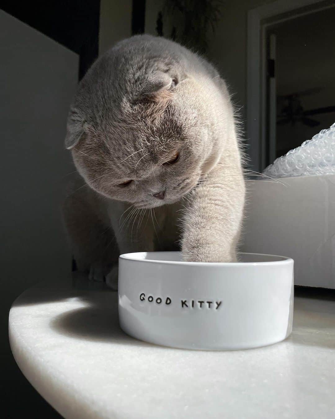 Millaのインスタグラム：「Good Kitties get treated with great gifts 🎁 from @petco 😻 Thanks for all the great feline products❗️ #millathecat #petco #winonacat #mrkubrickcat」