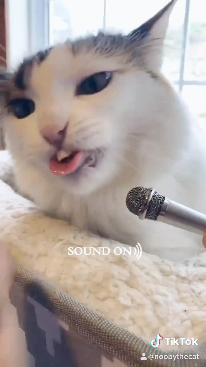 Cats of Instagramのインスタグラム：「From @noobythecat: “Just another asmr but this time my peasant hooman holding my mic for me😹” #catsofinstagram」