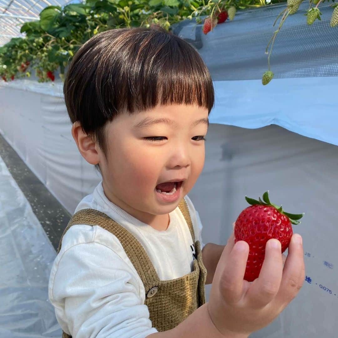 林希乃花さんのインスタグラム写真 - (林希乃花Instagram)「いちご狩り🍓🍓🍓  #2歳児ママ #男の子ママ #子連れ旅行 #いちご狩り #ママスタグラム」2月17日 11時20分 - nonokagram