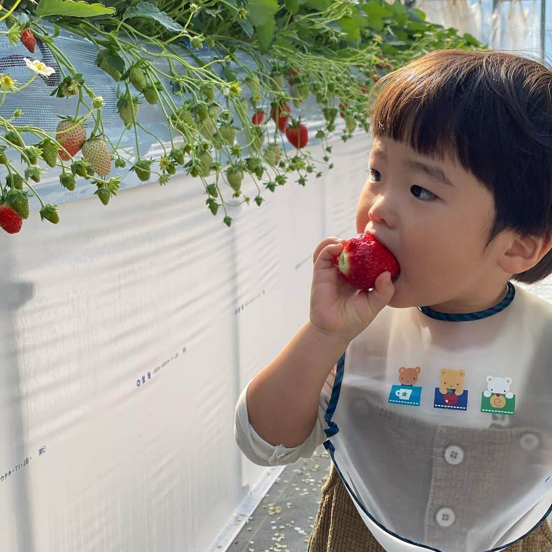 林希乃花さんのインスタグラム写真 - (林希乃花Instagram)「いちご狩り🍓🍓🍓  #2歳児ママ #男の子ママ #子連れ旅行 #いちご狩り #ママスタグラム」2月17日 11時20分 - nonokagram