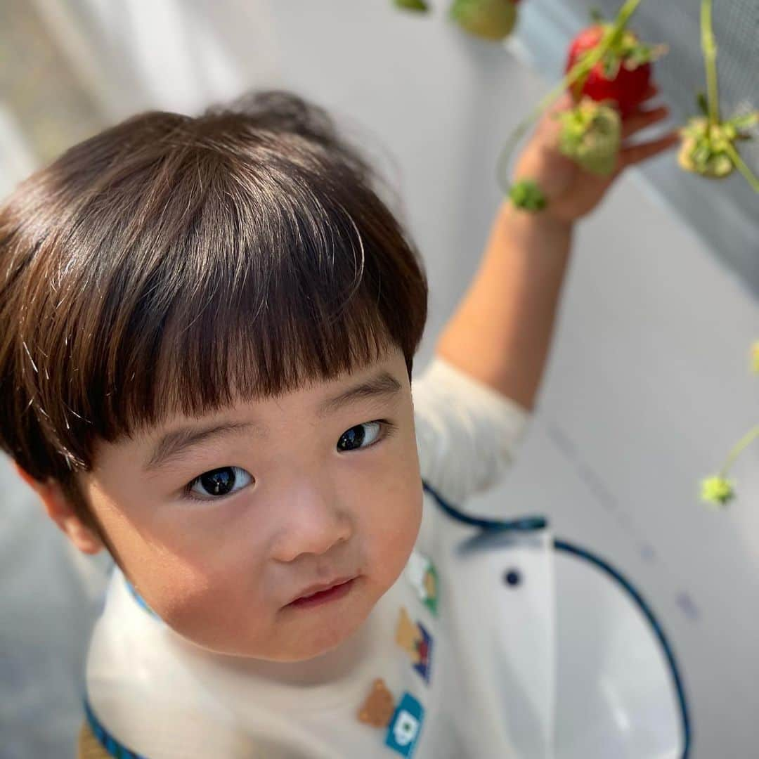 林希乃花さんのインスタグラム写真 - (林希乃花Instagram)「いちご狩り🍓🍓🍓  #2歳児ママ #男の子ママ #子連れ旅行 #いちご狩り #ママスタグラム」2月17日 11時20分 - nonokagram