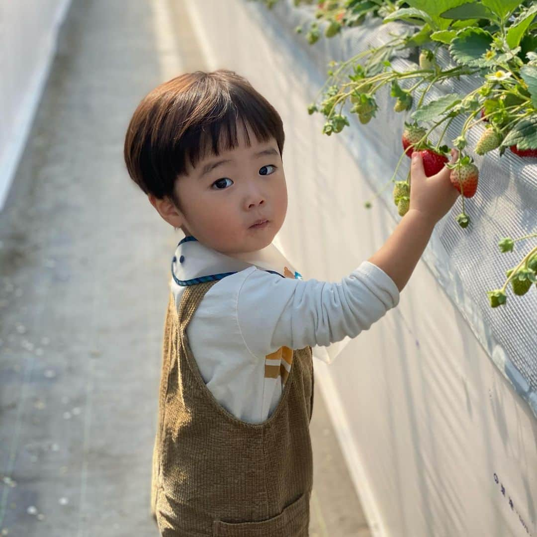 林希乃花さんのインスタグラム写真 - (林希乃花Instagram)「いちご狩り🍓🍓🍓  #2歳児ママ #男の子ママ #子連れ旅行 #いちご狩り #ママスタグラム」2月17日 11時20分 - nonokagram