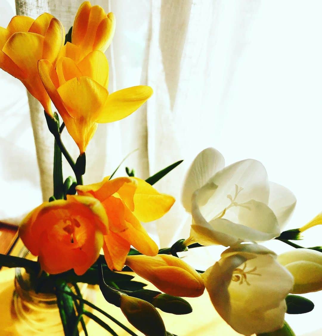 阿部洋子さんのインスタグラム写真 - (阿部洋子Instagram)「❁❀✿✾ #今日のお花  #フリージア   ほんのり甘い香り  白多めで黄色のも  花言葉は、  黄「無邪気」 白「あどけなさ」 赤「純潔」 紫「憧れ」  …らしい  #flowers  #freesia」2月17日 11時22分 - hirocoring