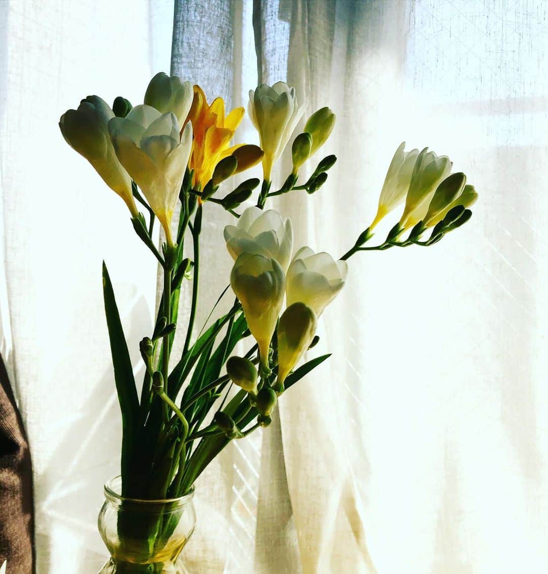 阿部洋子さんのインスタグラム写真 - (阿部洋子Instagram)「❁❀✿✾ #今日のお花  #フリージア   ほんのり甘い香り  白多めで黄色のも  花言葉は、  黄「無邪気」 白「あどけなさ」 赤「純潔」 紫「憧れ」  …らしい  #flowers  #freesia」2月17日 11時22分 - hirocoring