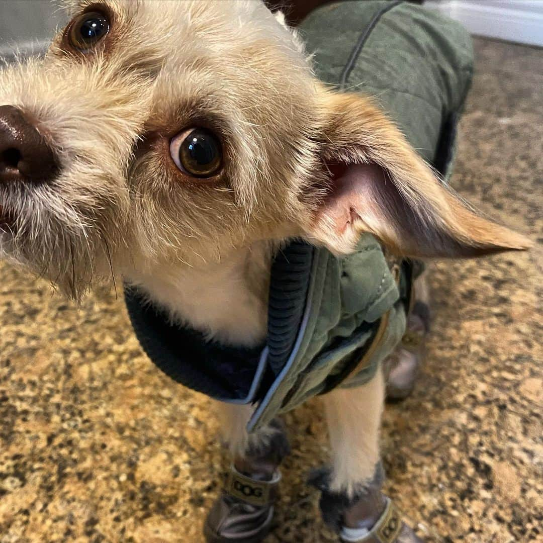 ジェニー・ガースさんのインスタグラム写真 - (ジェニー・ガースInstagram)「He’s not so sure about the boots 🤣  #snowdog @the.buddythedog」2月17日 11時43分 - jenniegarth