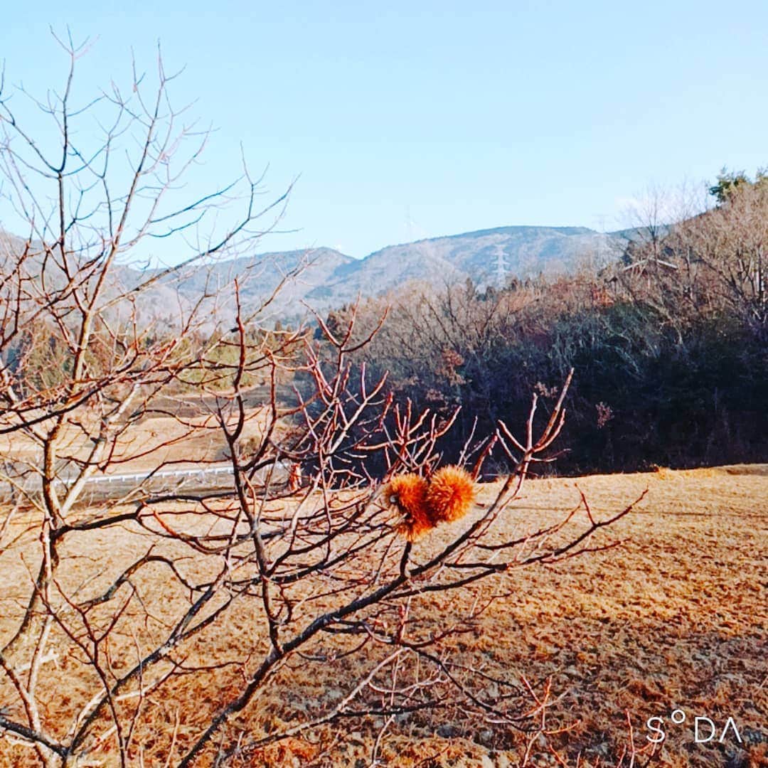 松本隆博のインスタグラム：「。 栗の木の下には落ちた栗 が山積みになってるなか、 年を越えても木にしがみ ついてる栗があった。 ｢わしゃタダでは落ちんぞ！｣ と言ってる様で、僕もこうで ありたい(^_^)!(^^)!。  一句！  年を越え… 歳をクリ越す… 栗の如し  松本山頭歌」
