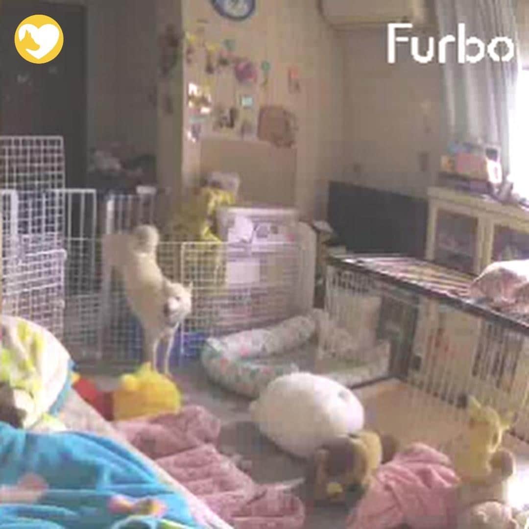 Furbo ドッグカメラのインスタグラム