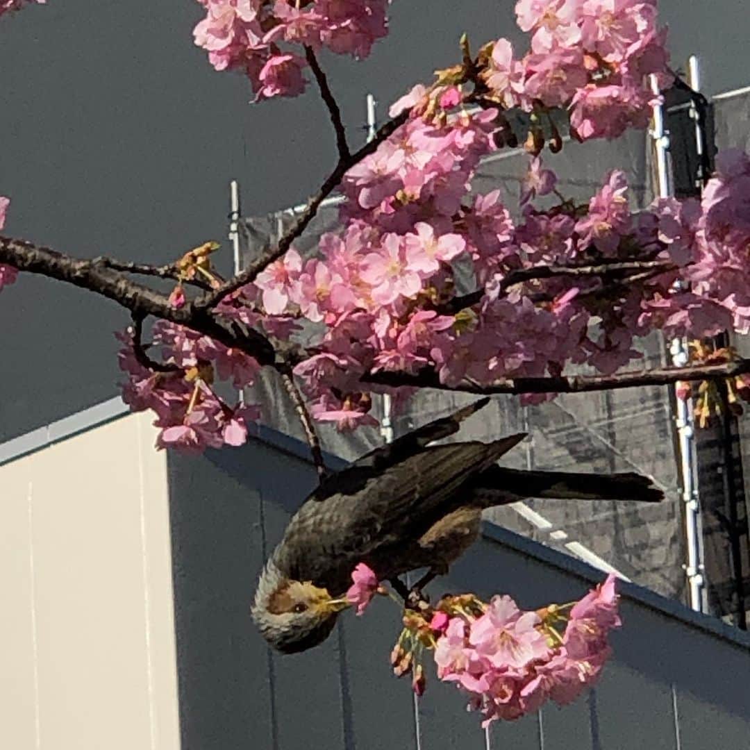 与座よしあきのインスタグラム：「鳥が花の真ん中突っつくいい写真撮れた！」