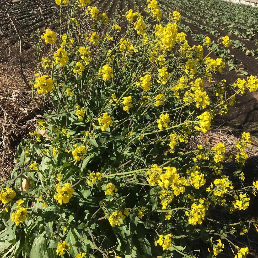 紫栄庵のインスタグラム：「横浜の古民家スタジオ「紫栄庵」そばの畑に咲く菜の花が黄色に染まってました。とても、良い香りを堪能しました。  #和風スタジオ　＃ロケハン　#ドラマ撮影　#映画撮影　　#モデル撮影会　#結婚式前撮り　#コスプレ　#きめつのやいば  #とうらぶ」