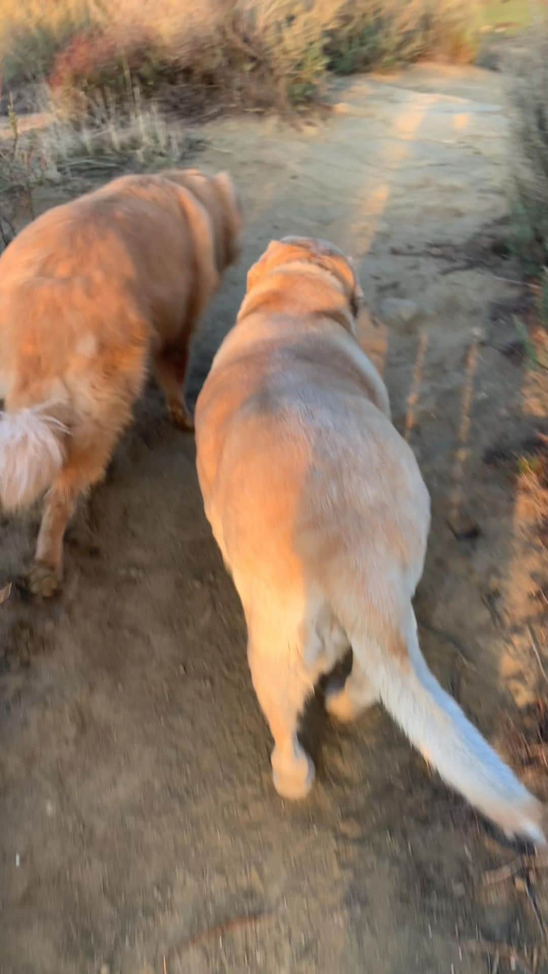 メアリー・リン・ライスカブのインスタグラム：「My #dog #Leo found his #ladyfriend #sadie on our #hike this #morning #sunrise #wheredoiknowyoufrom #love #standupcomedy #celeb #gucci」