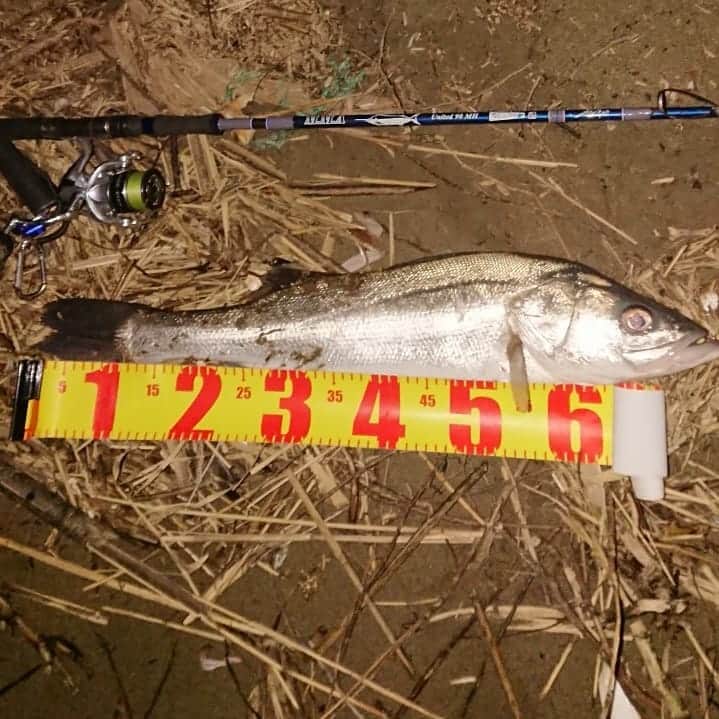 武蔵のインスタグラム