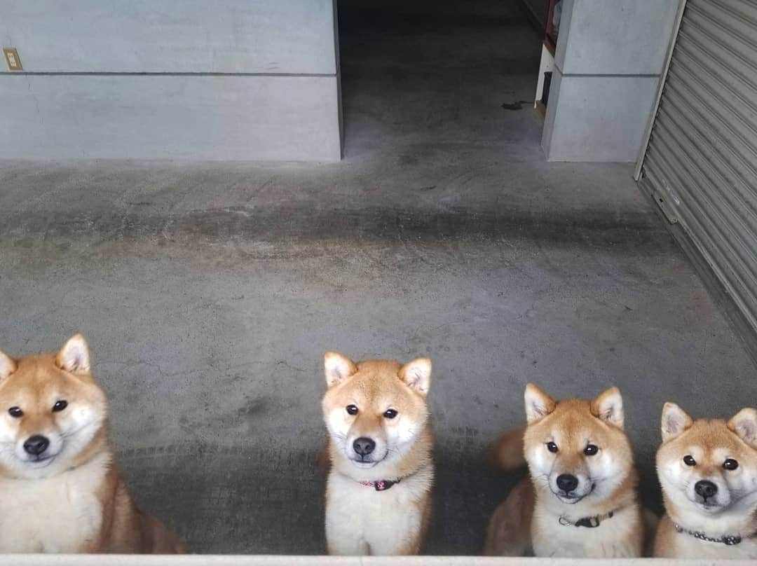 柴犬たま Shibainu Tamaのインスタグラム：「ミケファミリー整列‼️🐶🐶🐶🐶  Caption trans🇬🇧﻿ Meekeh family lining up‼️🐶🐶🐶🐶 ﻿ #たま家族 #柴犬ミケ #ミケママ #柴犬コイ #柴犬トロ #柴犬ウニ #おしゅし兄弟 #仲良し兄弟 #仲良し親子 #ふわもこ #かなりひし形﻿ #柴犬 #shiba #shibainu #shibastagram #犬 #dog #多頭飼い」