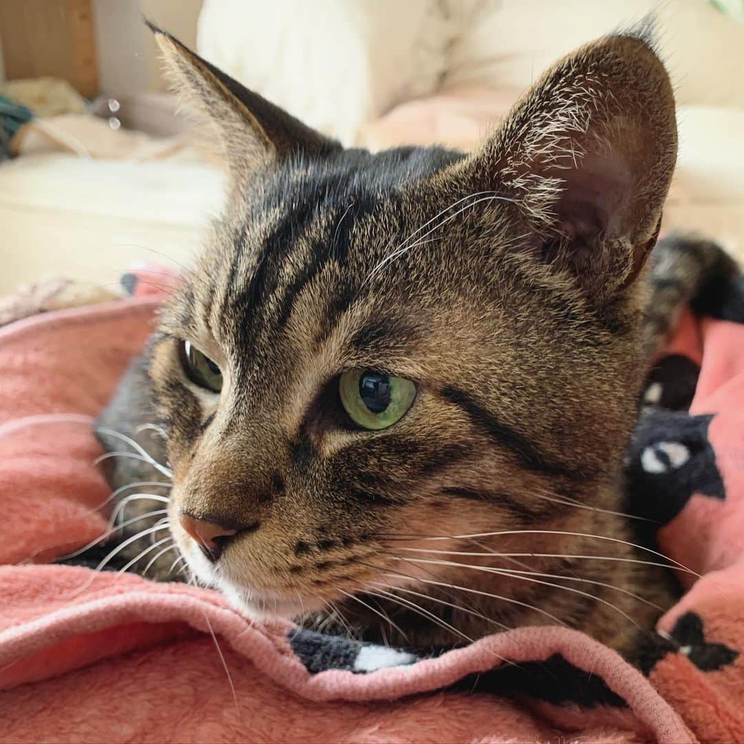 Musashiさんのインスタグラム写真 - (MusashiInstagram)「おはムサシ。うとうとしてた(2枚目)けどカラスの声で目が開いた。Good morning. #musashi #mck #cat #キジトラ #ムサシさん #ねこすたぐらむ #musashi_the_cat」2月17日 12時34分 - _daisy