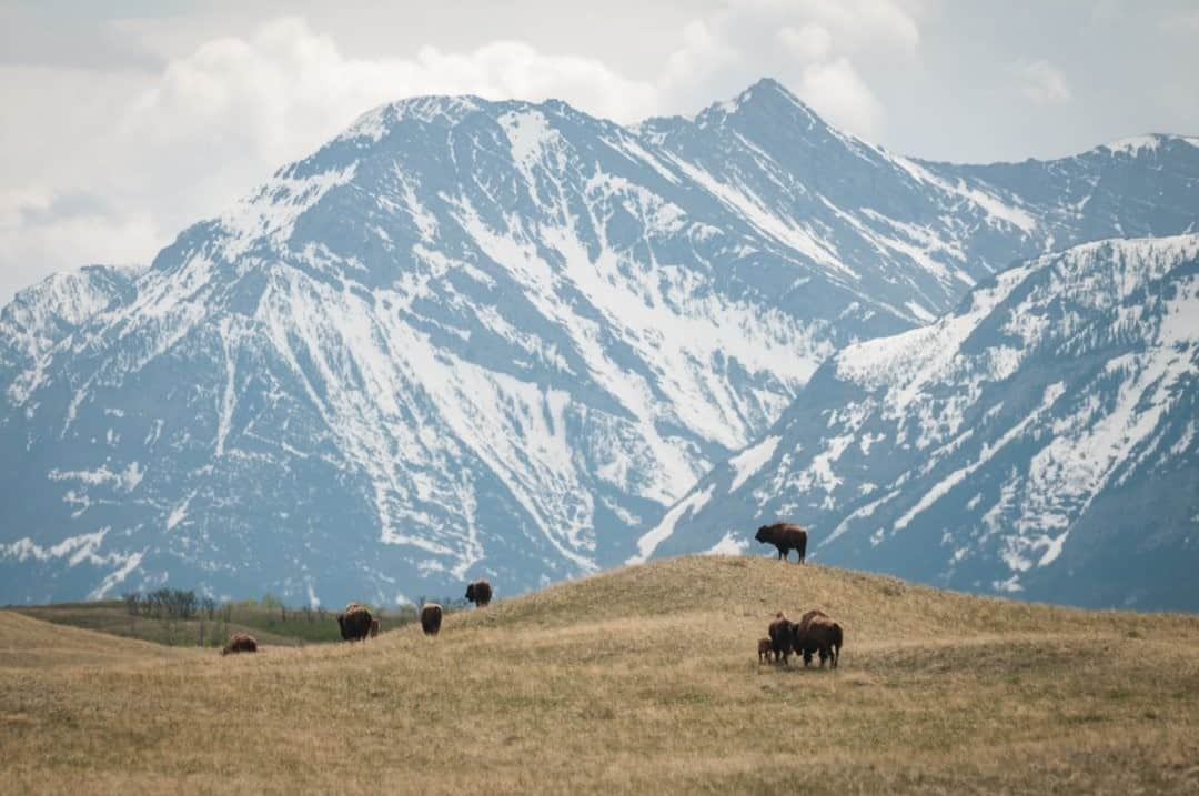 National Geographic Travelさんのインスタグラム写真 - (National Geographic TravelInstagram)「Photo by @steven_gnam / Bison graze along the Rocky Mountain Front in Alberta, Canada. #bison」2月17日 12時34分 - natgeotravel