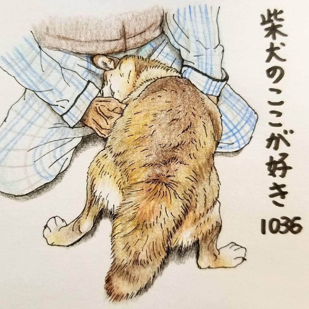 ハナとソラのインスタグラム：「#ここ柴部  『柴犬のここが好きシリーズ1036』 甘えるとき 肩からいくとこ。  ｢ここ、 ここ触ってください。｣  グイグイ押し付けてくるねー  甘え方のクセが強い😂 * モデルは 大好きなじいちゃんに甘える @koume1112 さんとこのこうめちゃんです💓 * #柴犬のここが好き #favoritepartsofshibainu #ilustration #illustgram #shibainu #shibastagram #colorpencil #柴犬 #イラスト #しばすたぐらむ #いらすとぐらむ #色鉛筆 #柴公園イラスト #柴公園 #クセが強い」