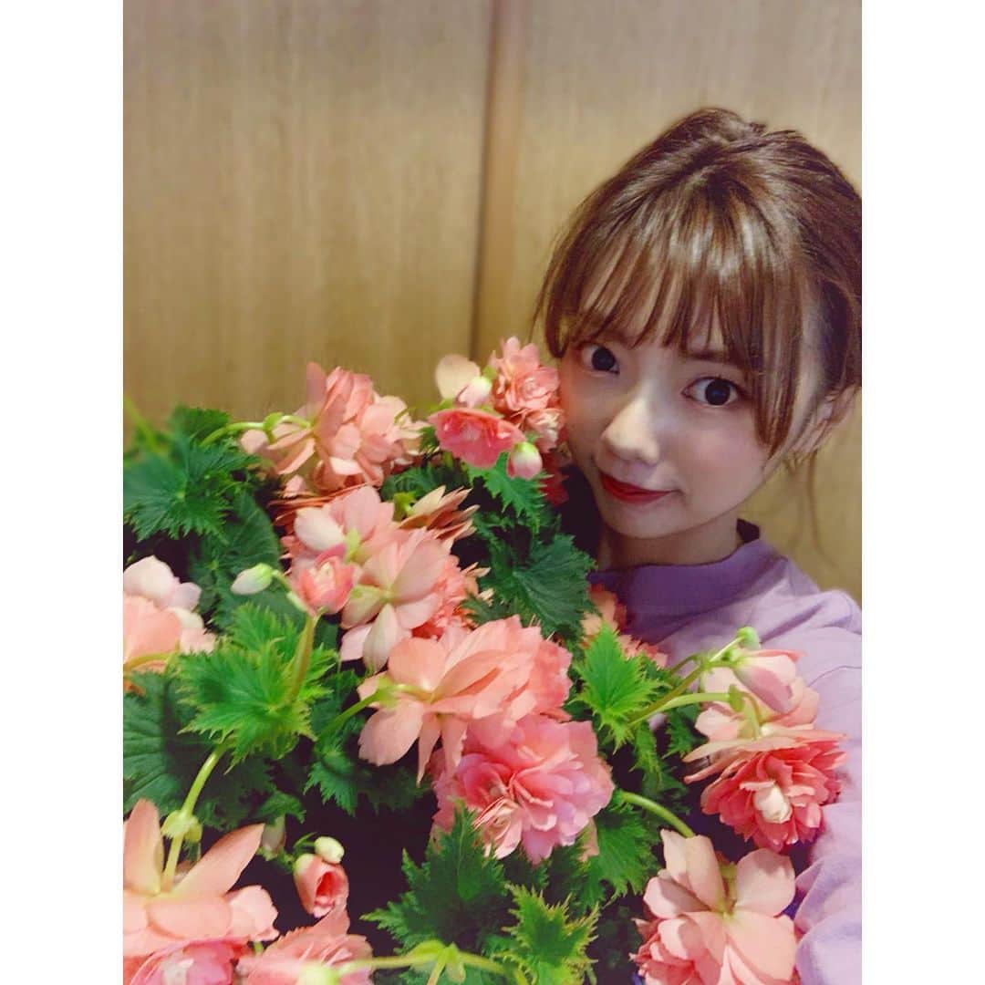 加藤里奈（カトリーナ）さんのインスタグラム写真 - (加藤里奈（カトリーナ）Instagram)「『リーガース・ベゴニア』  NHKウイークエンド中部でご紹介した 今月のあいちの花💐  私が持っているボリューミーな ピンクのお花は【ジャンヌダルク】と 名付けられてるらしい😳  花言葉は、 『親切・片思い・永遠の栄え・ていねい・愛の告白』なので 贈答品としても人気だそうです💡  綺麗〜🤤💕  #nhk #ウイークエンド中部 #鉢植え #リーガースベゴニア #ジャンヌダルク #お花 #花 #花のある暮らし #花束 #お花のある暮らし #お花好きな人と繋がりたい #お花好き #お花のある生活 #花言葉 #ふらわー #flowers #flower #flowerstagram #花のある生活 #はなまっぷ #はな #はなすたぐらむ #愛知 #愛知県 #あいちの花 #加藤里奈 #カトリーナ #アナウンサー #フリーアナウンサー #愛知県庁」2月17日 12時48分 - rinakatoktriiina
