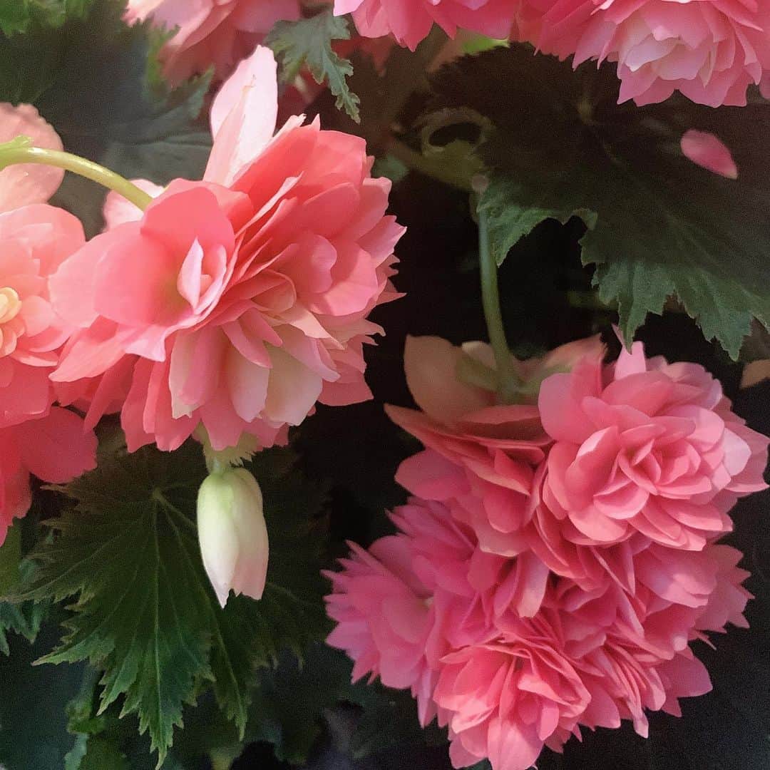 加藤里奈（カトリーナ）さんのインスタグラム写真 - (加藤里奈（カトリーナ）Instagram)「『リーガース・ベゴニア』  NHKウイークエンド中部でご紹介した 今月のあいちの花💐  私が持っているボリューミーな ピンクのお花は【ジャンヌダルク】と 名付けられてるらしい😳  花言葉は、 『親切・片思い・永遠の栄え・ていねい・愛の告白』なので 贈答品としても人気だそうです💡  綺麗〜🤤💕  #nhk #ウイークエンド中部 #鉢植え #リーガースベゴニア #ジャンヌダルク #お花 #花 #花のある暮らし #花束 #お花のある暮らし #お花好きな人と繋がりたい #お花好き #お花のある生活 #花言葉 #ふらわー #flowers #flower #flowerstagram #花のある生活 #はなまっぷ #はな #はなすたぐらむ #愛知 #愛知県 #あいちの花 #加藤里奈 #カトリーナ #アナウンサー #フリーアナウンサー #愛知県庁」2月17日 12時48分 - rinakatoktriiina