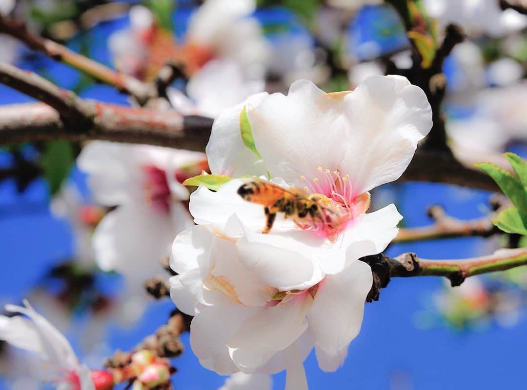 アーモンド・ブリーズさんのインスタグラム写真 - (アーモンド・ブリーズInstagram)「.﻿ 〜ミツバチとの共生🐝〜﻿ ﻿ カリフォルニアにあるブルーダイヤモンドの広大なアーモンド農園では、アーモンドの花が一斉に咲き誇る季節を迎えました🌸﻿ ﻿ 満開になるとミツバチの出番 🐝﻿ 花から花へ元気に飛び回り、アーモンドの受粉を助けてくれる大切なパートナーです。﻿ カリフォルニア・アーモンド協会は〈ミツバチに優しい農業プログラム〉などのミツバチ保護計画も実施しています。﻿ ﻿ 100年以上の歴史を持つ “Almond People” による自社農園。﻿ ﻿ 世界中に最高のアーモンドをお届けするために、秋の収穫に向けて24時間体制で大切に育てていきます。﻿ ﻿ ﻿ #ブルーダイヤモンドアーモンド #アーモンドブリーズ #アーモンドミルク #productofcalifornia #madewithcaliforniaalmonds #bluediamondgrowers #almondbreeze #bluediamondalmonds #アーモンド #植物性ミルク #自分時間  #自分の時間 #自分にご褒美 #自分を大切にする #休み時間 #休みの日 #休みの日の過ごし方 #ビタミン #ビタミンE #栄養バランス #栄養管理 #ハチ #ミツバチ #ハチミツ #はちみつ #環境に優しい #花のある暮らし #開花」2月17日 12時59分 - bluediamondalmondsjp