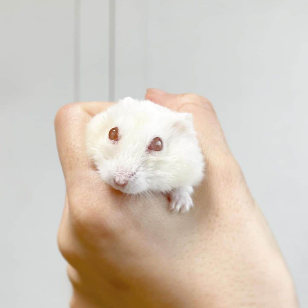 hamster_mocoのインスタグラム