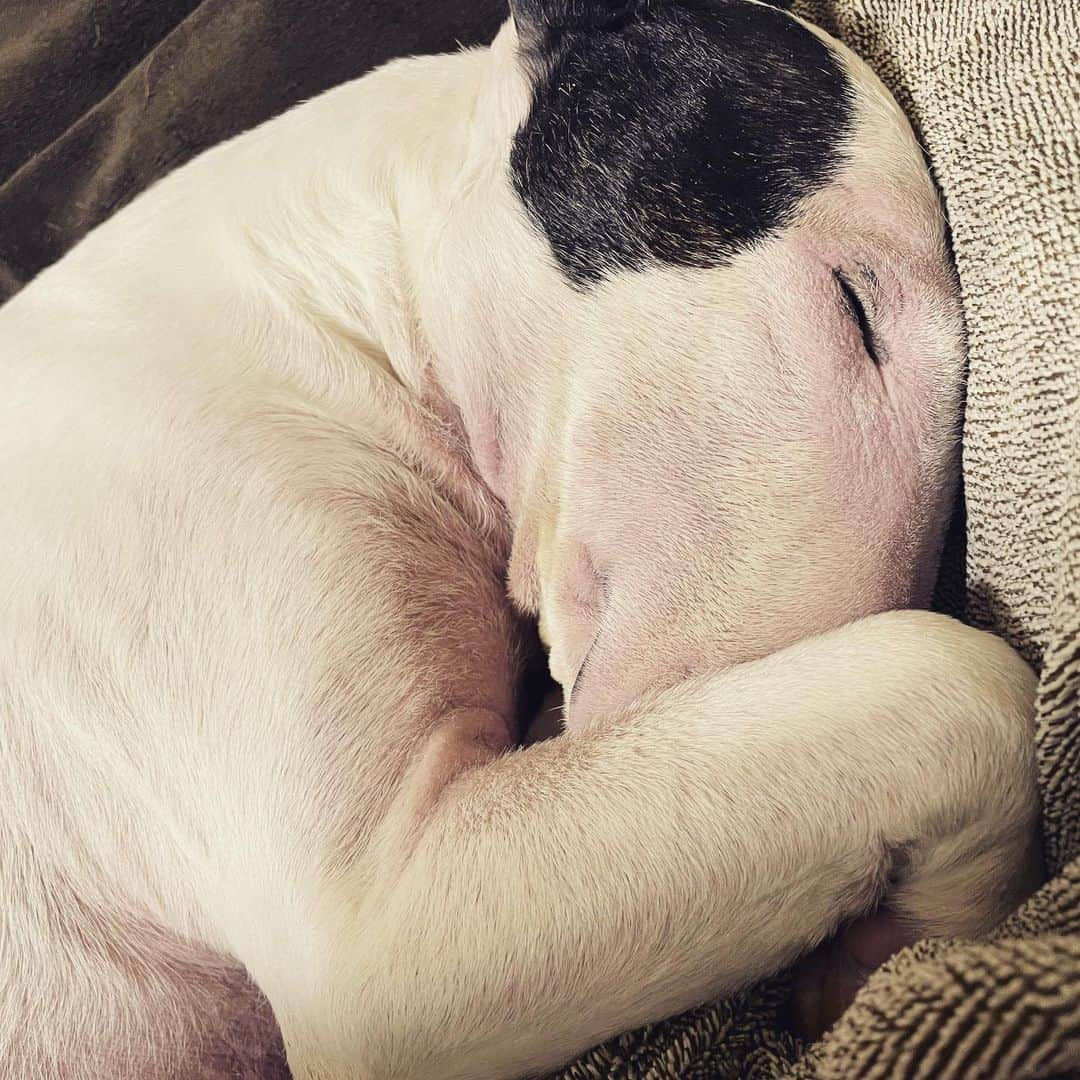 Q太郎さんのインスタグラム写真 - (Q太郎Instagram)「#minituru#bull#terrier#minibullterrier#miniturubullterrier#dog#dogstagram#cute#qtaro#love#family#ミニチュア#ブルテリア#ミニチュアブルテリア#Q太郎」2月17日 13時07分 - qtaro.jun