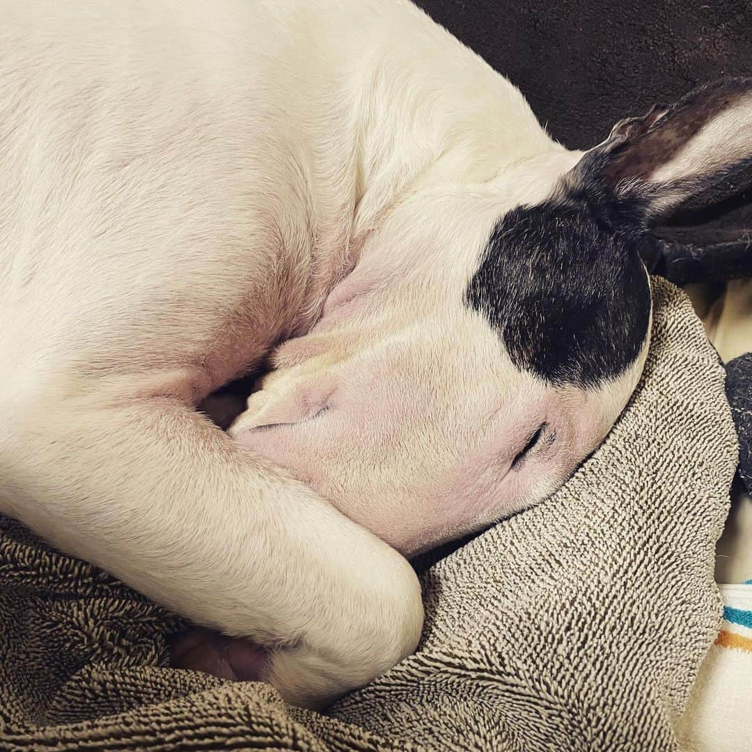 Q太郎さんのインスタグラム写真 - (Q太郎Instagram)「#minituru#bull#terrier#minibullterrier#miniturubullterrier#dog#dogstagram#cute#qtaro#love#family#ミニチュア#ブルテリア#ミニチュアブルテリア#Q太郎」2月17日 13時07分 - qtaro.jun