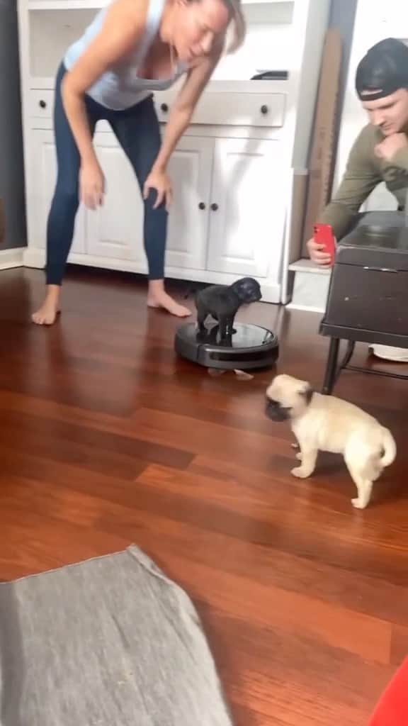 animalsのインスタグラム：「They see me rollin' 😎 Video by: @2pugsthuggin」