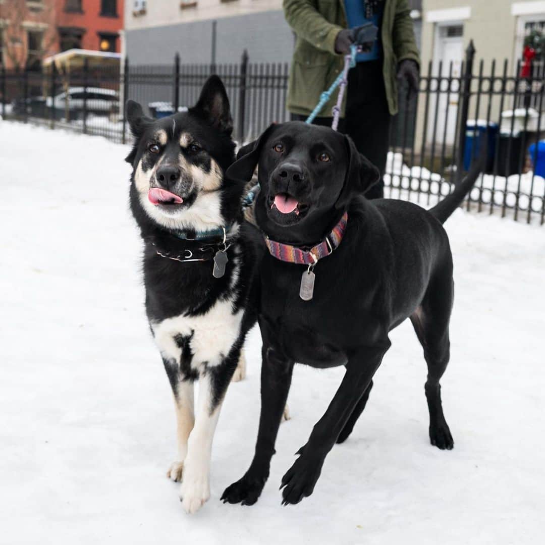 The Dogistさんのインスタグラム写真 - (The DogistInstagram)「Tormund & Raven, Siberian Husky & Labrador Retriever (2 & 3 y/o), Cobble Hill Park, Brooklyn, NY • “Raven had diarrhea last week. She had it first and then gave it to Tormund – all in the house. It was the biggest pain. We have hardwood floors, so easy cleanup, but it stank. Tormund loves people but hates me even though I take him out for walks. Raven is scared of her own farts.”」2月17日 13時35分 - thedogist