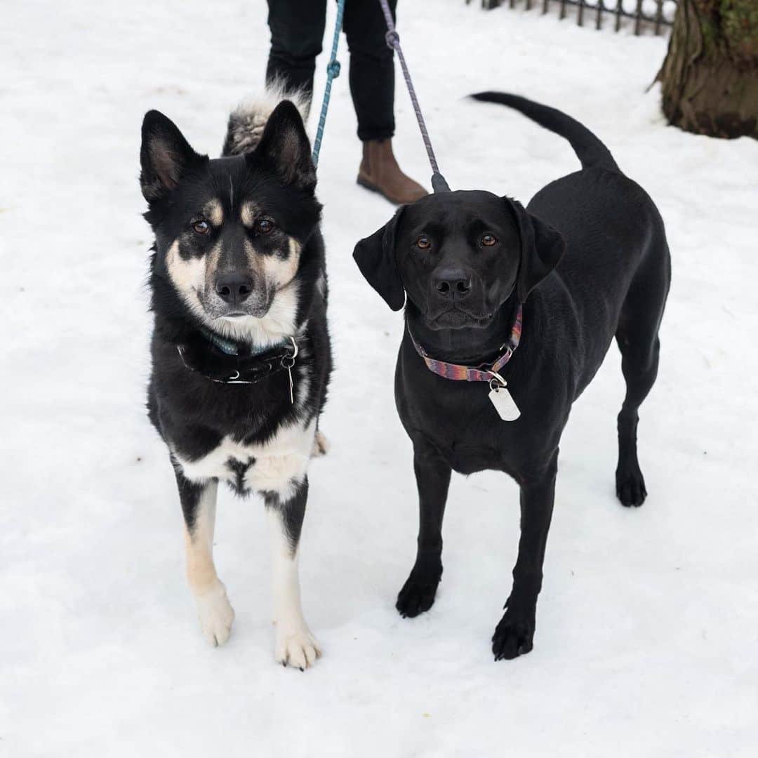 The Dogistさんのインスタグラム写真 - (The DogistInstagram)「Tormund & Raven, Siberian Husky & Labrador Retriever (2 & 3 y/o), Cobble Hill Park, Brooklyn, NY • “Raven had diarrhea last week. She had it first and then gave it to Tormund – all in the house. It was the biggest pain. We have hardwood floors, so easy cleanup, but it stank. Tormund loves people but hates me even though I take him out for walks. Raven is scared of her own farts.”」2月17日 13時35分 - thedogist