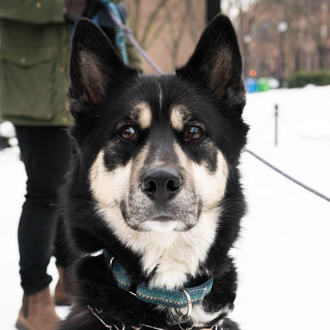 The Dogistさんのインスタグラム写真 - (The DogistInstagram)「Tormund & Raven, Siberian Husky & Labrador Retriever (2 & 3 y/o), Cobble Hill Park, Brooklyn, NY • “Raven had diarrhea last week. She had it first and then gave it to Tormund – all in the house. It was the biggest pain. We have hardwood floors, so easy cleanup, but it stank. Tormund loves people but hates me even though I take him out for walks. Raven is scared of her own farts.”」2月17日 13時35分 - thedogist