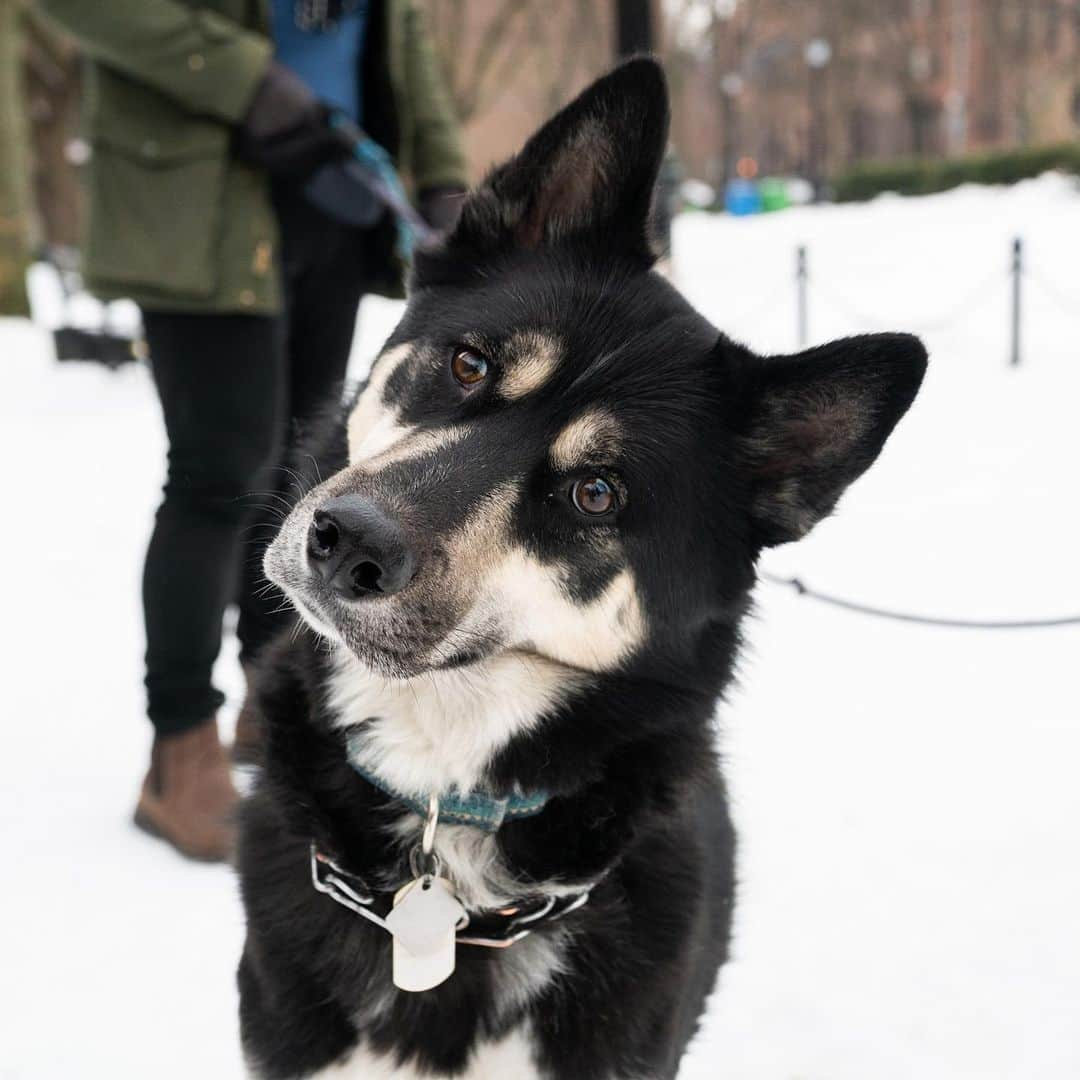 The Dogistさんのインスタグラム写真 - (The DogistInstagram)「Tormund & Raven, Siberian Husky & Labrador Retriever (2 & 3 y/o), Cobble Hill Park, Brooklyn, NY • “Raven had diarrhea last week. She had it first and then gave it to Tormund – all in the house. It was the biggest pain. We have hardwood floors, so easy cleanup, but it stank. Tormund loves people but hates me even though I take him out for walks. Raven is scared of her own farts.”」2月17日 13時35分 - thedogist