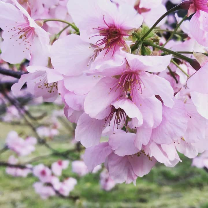 URALiのインスタグラム：「満開。🌸  美しいものに囲まれて生きたい。  といってお空にいった友人の その想いがわたしの心にあつくあつくあつく　　 火を灯しています。  眠りにつく1週間前、うちのタンカンの投稿をみて、病床から、  元気ならすぐにでも注文したいくらいに美味しそう。このジュースを全身で浴びたいよ。  と、コメントくれていた。  水分がとれなくなって、喉の渇き、痛み、苦しみ、のなかで、そんな風に伝えてくれた彼に、わたしは、、頑張って、としかいえなかった。 頑張ってる人に頑張って、ってゆーなんてさ、、でも、、、頑張って、しか言えなかった、、。  命って儚すぎる。 生きたいのに、生きれない人がいる。 だったら、生きれてるわたしたちは奇跡でしかないよね。  生きている限り、美しいものに生身で触れられる。  それがどれだけ素晴らしいことなのか、ありがたいことなのか、  わかってるはずなのに またおおきな命に 教えてもらいました。  ありがとうね。 次はどこで会えるかな。 またね。また。  🌸」