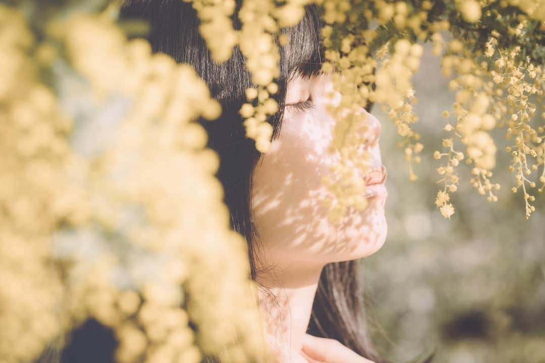 桜羽萌子のインスタグラム：「今年も変わらずあの場所で咲いているでしょうか . . . . . . . . .  photo by Thom Yoshida . . . . . . . . . . . . . . . . . . . . #もっと世界を楽しもう #coregraphy  #photo_jpn  #その瞬間に物語を  #ファインダー越し私の世界  #キリトリセカイ #写真撮ってる人と繋がりたい  #東京カメラ部  #portraitmodel #good_portraits_world  #followｍe  #photography  #物語のある写真  #model  #被写体になります #ミモザ #春 #花のある生活 #花の海 #春の花 #mimosa  #春のおとずれ」