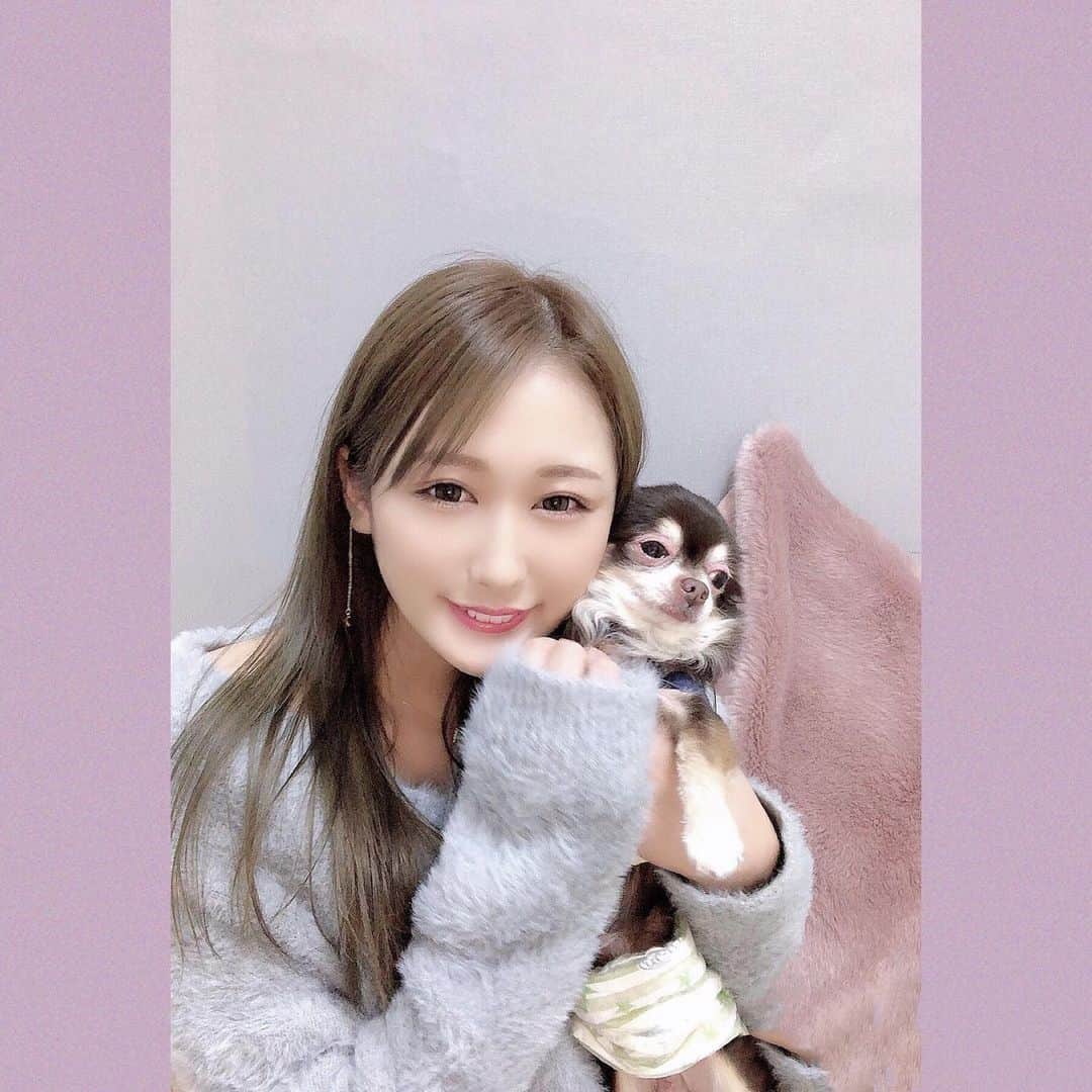 のインスタグラム：「髪の毛好きな色に染った💛😎 まろさんやっと、エリザベスカラー とれました(*´꒳`ﾉﾉﾞ👏🏻👏🏻👏🏻👏🏻✨  去勢手術からのエリザベスカラー1週間よく耐えました！🥺 犬たちのアカウント作ったのでよかったらフォローしてね🐶💓  🧡🧡🧡 @_kogumaro_ 💛💛💛💓  . #多頭飼い#チワワ#まろさん」