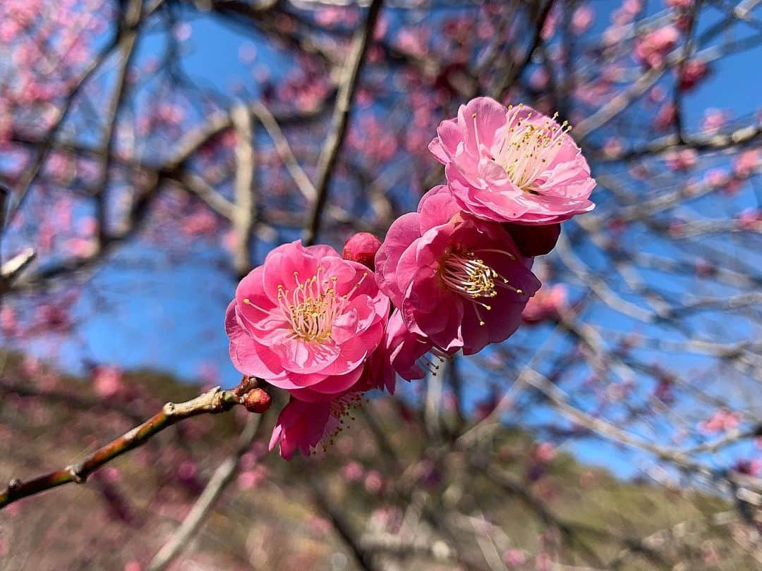 林田雪菜のインスタグラム