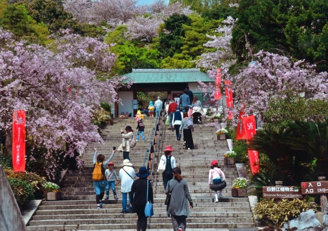 Birthplace of TONKOTSU Ramen "Birthplace of Tonkotsu ramen" Fukuoka, JAPANのインスタグラム：「Shiranoe Botanical Garden in Kitakyushu City is a park where you can enjoy looking at around 800 cherry blossoms of 60 varieties. Somei Yoshino cherry trees and Kawazu cherry blossoms are in full bloom from early-March till late-April, including the 450-year-old Shiranoe Sakura that is a natural monument designated by the prefecture. It is said that the reason why it they are so popular is that you can enjoy various forms as you can view the cherry blossoms over a long period of time.   #fukuoka_tonkotsu #ilovefukuoka #fukuokalover #fukuoka #fukuokapics #fukuoka_cameraclub #fukuokatrip #fukuokajapan #fukuokatravel #kitakyushu #sakura #cherryblossom #cherryblossoms #shiranoe #japanspring #hanami  #fukuoka_camera #fukuoka_funtravel」