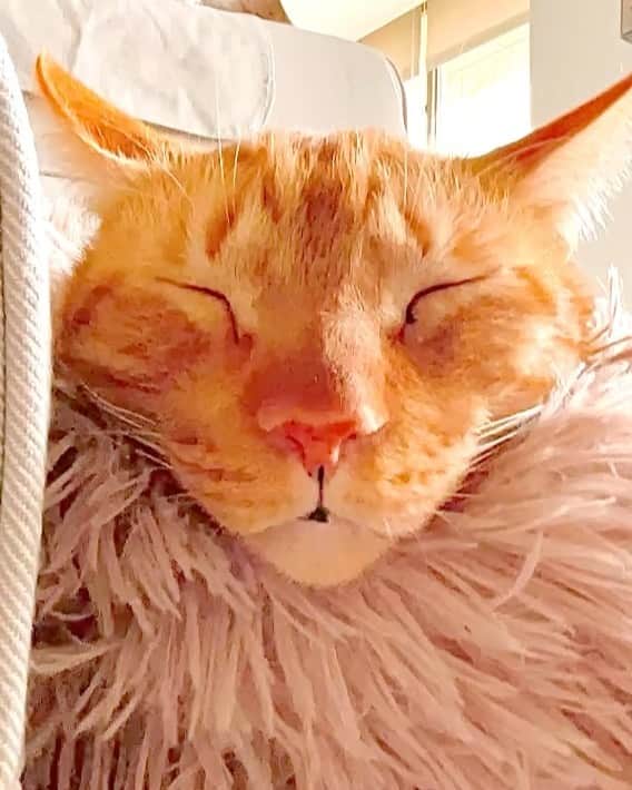 Katetsaiのインスタグラム：「麥摳你什麼時候長出獅王鬃毛？ Michael, when did you grow the lion's fur?   #跟著我唱啊茲肯亞媽媽咪吉娃娃 #麥摳你發育熟成啦 #一夕之間長出濃密毛髮  #cat #neko #ネコ #ねこ #猫  #Michaelfansclub #麥摳Michael #catsofinstagram #katetsaivideo」