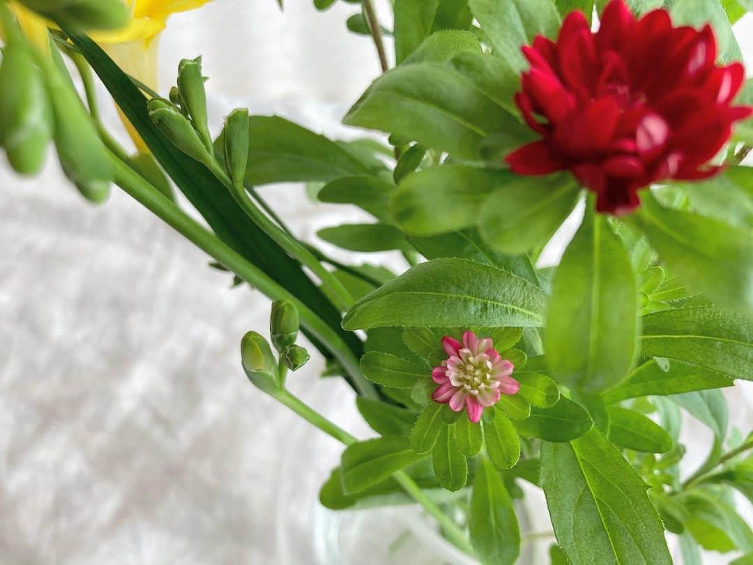 aco.さんのインスタグラム写真 - (aco.Instagram)「2021.2.17  先日、行きつけの産直（笑）近くに 用があったので 新しい切り花を選んできました🌼  前回は淡い色合いだったので 今回はパキッと元気な感じで  赤い花は花はもちろん 葉っぱも花びらみたいで可愛くて また長持ちするようにトイレに飾っていますが トイレから出る前に 真上から数秒じーっと見るのが 細やかな楽しみとなっています笑  なんていう花だろう〜？ （産直だと、『切花』としか書いてない😂）  ちなみに前回の花も 涼しいトイレで楽しんだので2週間は持ち 切り戻しで短くなったものの ラナンキュラスと雪柳の枝葉は 20日持っています✨  ワンコインの幸せ♡  あ、今回の花は300円でしたが😂✨✨ . . . 一緒に写っているお菓子、 バレンタインの頃に私に届いたもの♡  以前、出産祝いを渡しに行った友人から 届いた内祝いでした🍪  #yokumoku  これ好きなやつ〜  もう今は半分も残っていません😂  歳の近い子供を授かり 昔よりふと連絡を取ることが増えた友人  私は実は （いや、人からはどう見えてるのかな？🙄）人付き合いが苦手な方ですが 連絡をマメに取らなくても 親友だと思っている彼女と 細やかな話ができるのが楽しみ  こんなご時世だから余計かな✨ . . . . . #aco季節を楽しむ暮らし .」2月17日 16時13分 - aco.chaaaaan