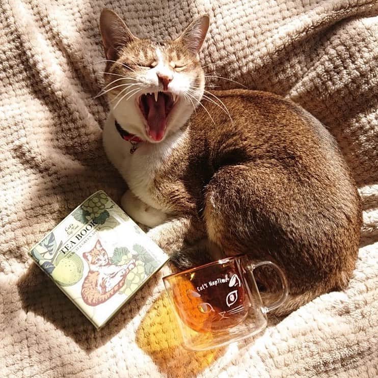 Cat's NapTimeのインスタグラム：「・ 【Cat's NapTime第6弾「FRUITS TEA PARTY」アイテム】 Afternoon Teaスタッフが、愛猫と一緒にアイテムを撮影したスナップをご紹介。 #cats_naptime6  ＜Afternoon Tea LIVING 井筒屋小倉店/ Tさんの愛猫・ガブリエル(オス)＞ 「日差しを浴びて午後のほっこりティータイム(^^)」  「Cat’s NapTime」第6弾のアイテムはこちらのリンクからもご覧いただけます。 ➡@catsnaptime  #catsnaptime #AfternoonTea #AfternoonTeaLIVING #アフタヌーンティー #アフタヌーンティーリビング #ネコ #catsissue #FRUITSTEAPARTY #ティーポット #AfternoonTeaスタッフの愛猫 #ティータイム #紅茶 #コースター」