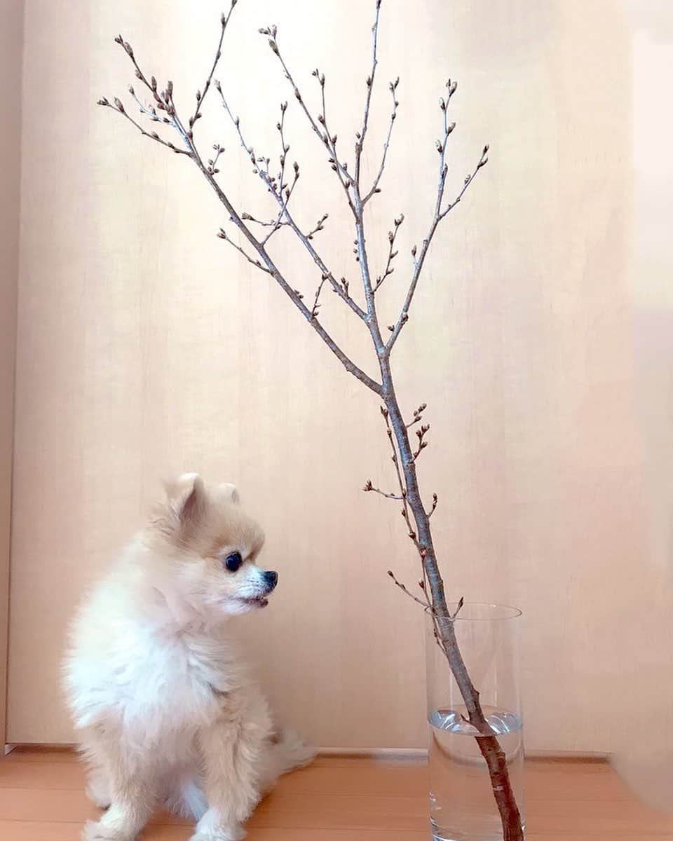 大湖せしるさんのインスタグラム写真 - (大湖せしるInstagram)「﻿ ﻿ ついに﻿ 桜を﻿ おうちで﻿ ﻿ ﻿ 啓翁桜❀︎❀︎❀︎﻿ ﻿ ﻿ 美しく﻿ 咲き誇れ﻿ ﻿ ﻿#桜 #啓翁桜」2月17日 16時24分 - cecile_daigo