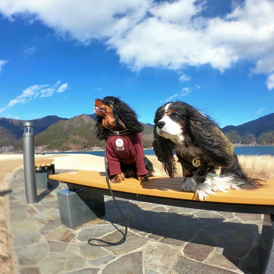 奈美悦子さんのインスタグラム写真 - (奈美悦子Instagram)「お天気良くて❣️お友達のチャー君と 楽しいね！#河口湖 #公園 #お散歩 #仲良し #友達 #楽しいね #クッキー #チャー君#キャバリアキングチャールズスパニエル #ブラックタン#トライ」2月17日 17時06分 - nami.etsuko