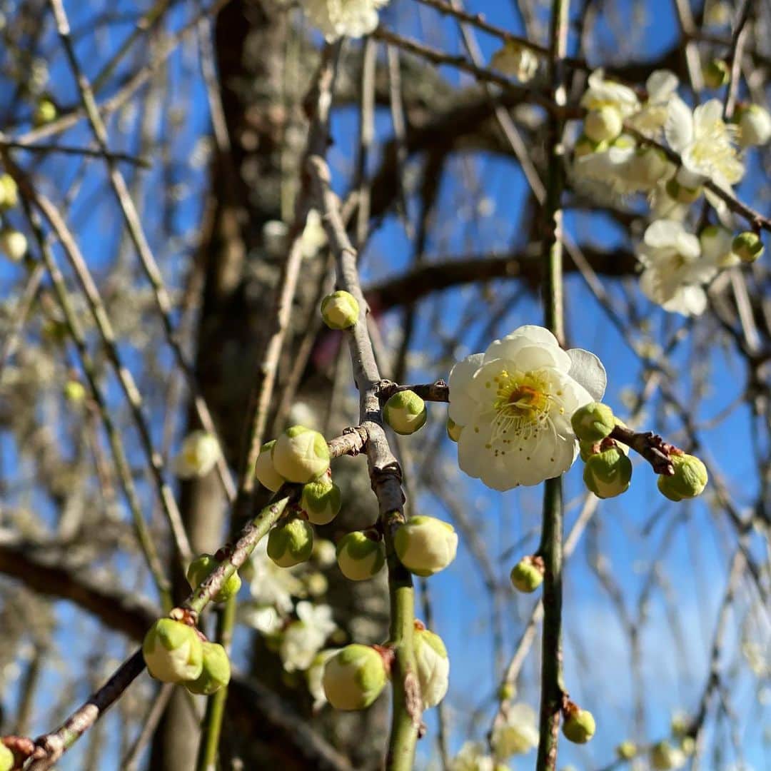 巻上公一さんのインスタグラム写真 - (巻上公一Instagram)「梅が咲いている 風が吹いている」2月17日 17時08分 - koichimakigami