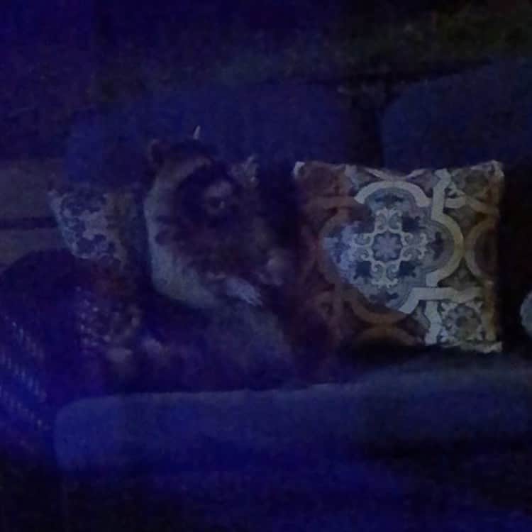 The Cats Of Instagramのインスタグラム：「What kind of cat is this? He’s sitting on my couch in my yard...」