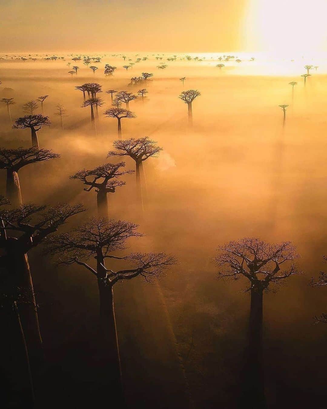 Canon Photographyのインスタグラム：「Baobabs during sunrise in 🇲🇬  Photography // @unchartedbackpacker Curated by @steffeneisenacher  #aerialphotography #dronephotography #shadowsandlight #sunrise #madagascar #baobab」